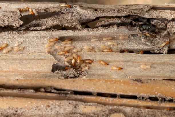 Best Pest Control Near Me  in New Franklin, MO