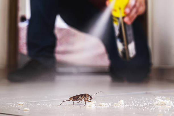 Best Affordable Pest Control Services  in New Franklin, MO